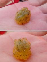 Tabletta hirtelen boxfish