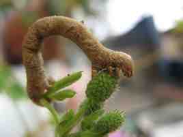 Silver tea Inchworm
