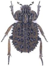 Bőr Scarabaeidae