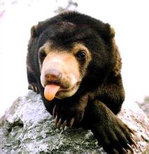 Maláj V. Bear