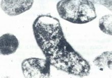 Single Cell Protein