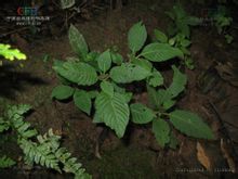 Spiradiclis genus