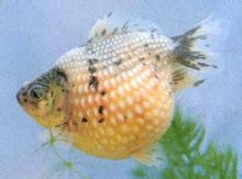 Pteris Pearl elvörösödött kopoltyú