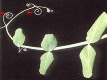 Leaf indák
