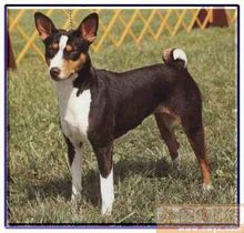Beji Dog Health