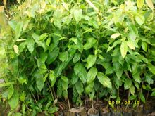Trichocarpa Manglietia