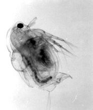 Daphnia pulex