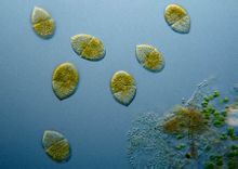 Multi dinoflagellate genus