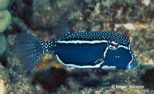 Wyeth boxfish