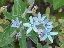 Asclepiadaceae
