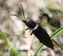 Elateridae