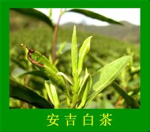 Anjibaicha