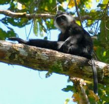 Ajtólap Monkey Island
