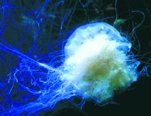 Jellyfish Cyanea