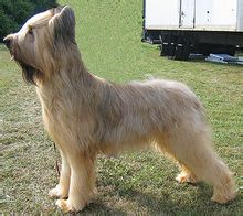 Briard