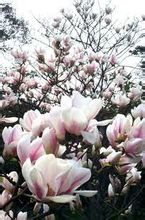 Magnolia Wangchun