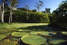 Iquitos