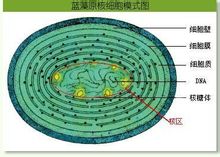 Nukleoid