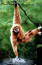 Fehér handed gibbon