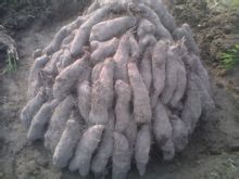 Red yam