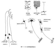 Motor neuron