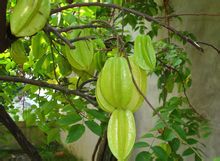 Carambole