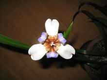 Iris Brazília