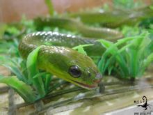 Tiszta zöld zöld kígyó