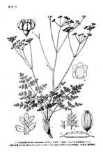 Glandulifera ferulsav