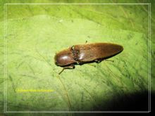 Ground Elateridae