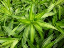 Lily Bamboo