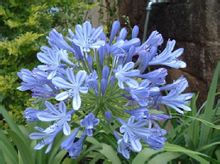 Agapanthus Branch
