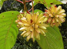 Acuminata gyümölcs