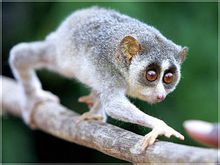 Loris