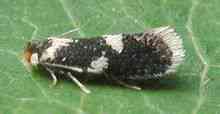 Micro moly