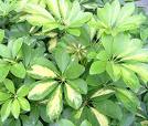 Fehér Schefflera