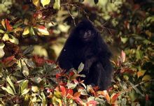 Fekete colobus