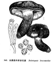 Fehér Fekete kívánja szarvasmarha Polypores