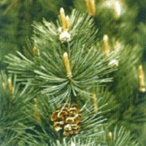 White Pine blister rozsda