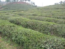 Shahe Village: Village, Shahe Város Wing Zone, Jiangsu tartomány, Lishui
