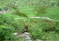 Debao cycad
