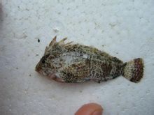 Rockfish tövis javasolt mérleg