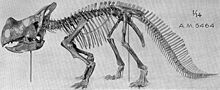 Montana ceratopsia
