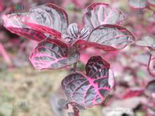 Red Gomba