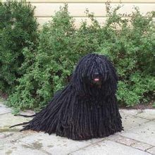 Puli