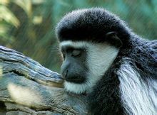Fekete-fehér colobus