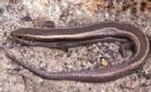 Liu Skink