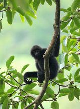 Fekete tarajos gibbon