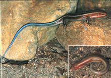 Kék farkú Skink