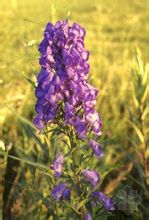 Aconitum fej